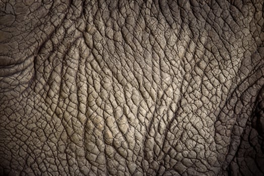 Rhino Skin, Close Up Texture Background. photo