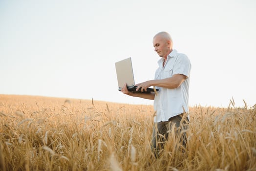 Serious gray haired agronomist or farmer using a tablet while inspecting organic wheat field before the harvest. Back lit sunset photo. photo