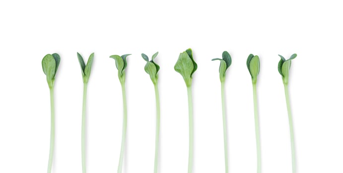 Little green seedlings isolated on white background photo