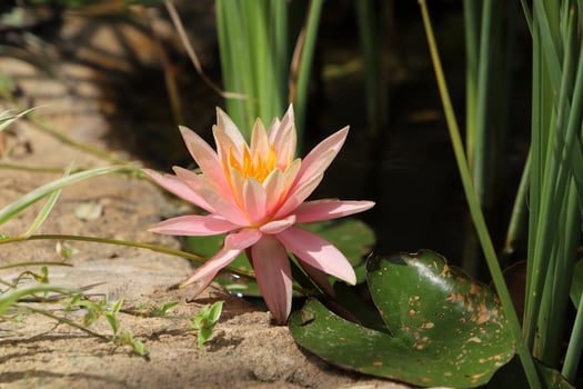 A water lily grows in a fresh water pond. photo