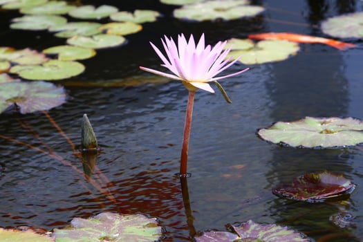 A water lily grows in a fresh water pond. photo