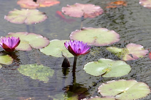 A water lily grows in a fresh water pond. photo
