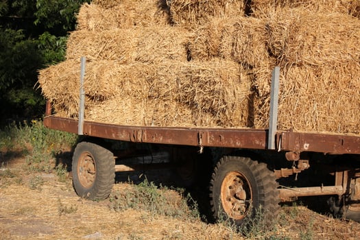 Straw is the dry stems of cereal crops remaining after threshing. photo