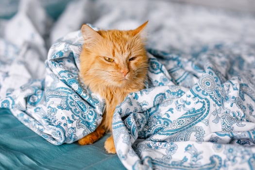 Ginger cute fluffy cat lies on the bed with a birch-colored sheet and a soft, cozy blanket photo