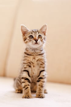 A little striped kitten sits on a cozy beige couch and stares with big eyes. Home comfort concept photo