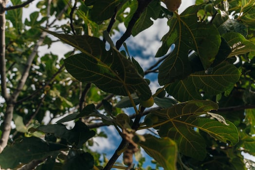 Figs on the branch of a fig tree photo