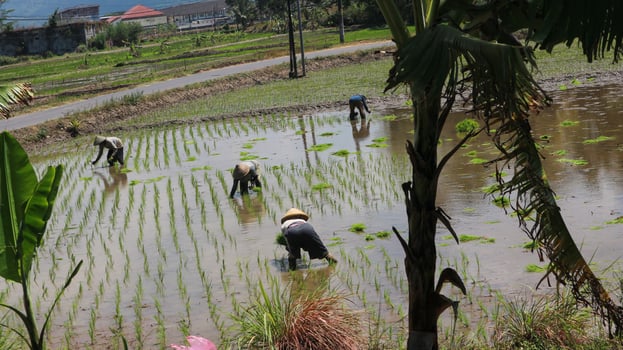 Farmers are planting rice in the fields. Country Life , which is rare in the city. photo