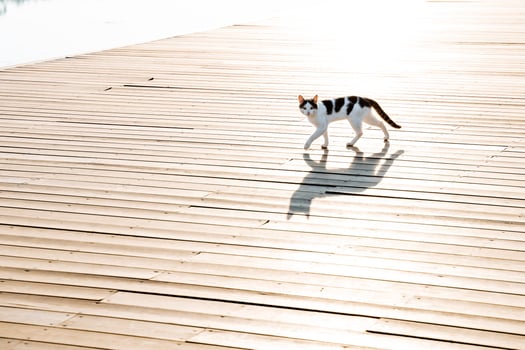 A Russian cat walks on a pier along the embankment, a wooden platform of boards, a domestic cat, a stray cat, a shadow on the road. photo