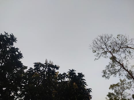 Silhouette of trees against the sky. photo