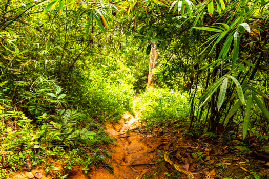 Tropical jungle forest hiking trails nature mountain Chiang Mai Thailand. photo