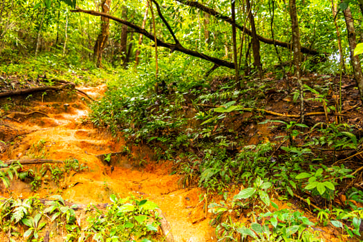 Tropical jungle forest hiking trails nature mountain Chiang Mai Thailand. photo