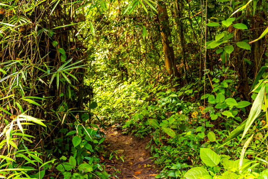 Tropical jungle forest hiking trails nature mountain Chiang Mai Thailand. photo