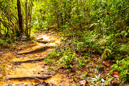 Tropical jungle forest hiking trails nature mountain Chiang Mai Thailand. photo