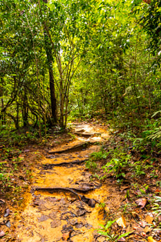 Tropical jungle forest hiking trails nature mountain Chiang Mai Thailand. photo