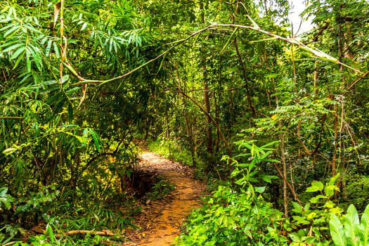 Tropical jungle forest hiking trails nature mountain Chiang Mai Thailand. photo
