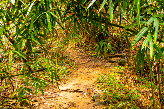 Tropical jungle forest hiking trails nature mountain Chiang Mai Thailand. photo