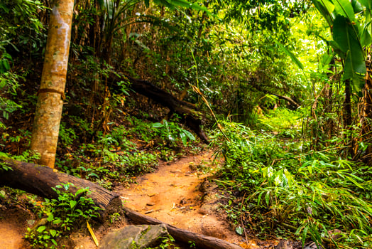 Tropical jungle forest hiking trails nature mountain Chiang Mai Thailand. photo