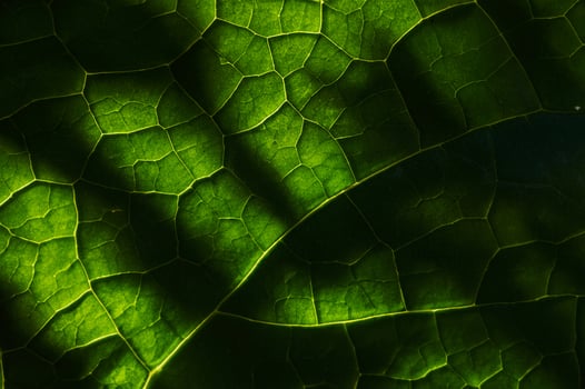 Nature's Tapestry, Beautiful Leaf Pattern Background. photo