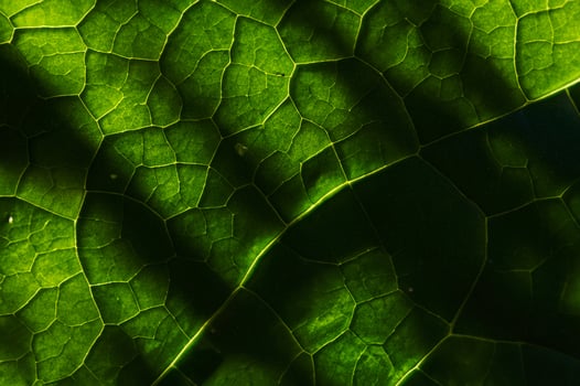 Nature's Tapestry, Beautiful Leaf Pattern Background. photo
