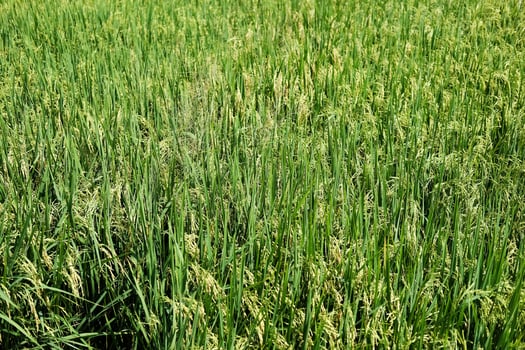 Landscape newly planted paddy rice fields in the countryside of Thailand photo