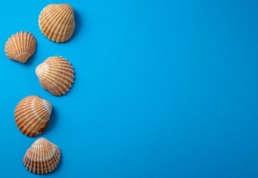 Sea shells on blue background, summer vacation, photo