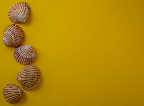 Sea shells on yellow background, summer vacation, photo