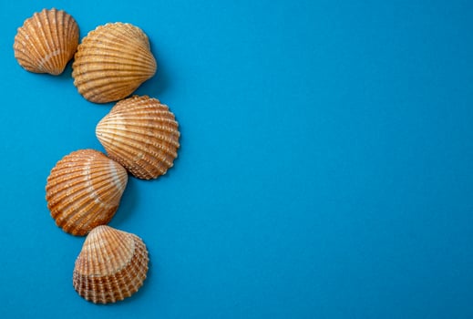 Sea shells on blue background, summer vacation, photo