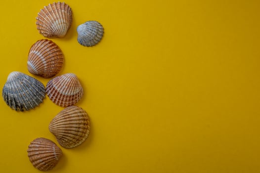 Sea shells on yellow background, summer vacation, photo