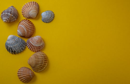 Sea shells on yellow background, summer vacation, photo