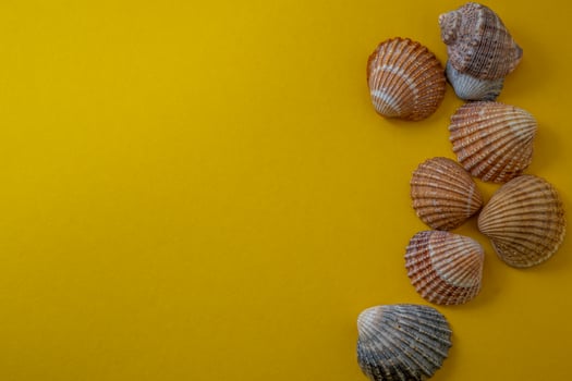 Sea shells on yellow background, summer vacation, photo