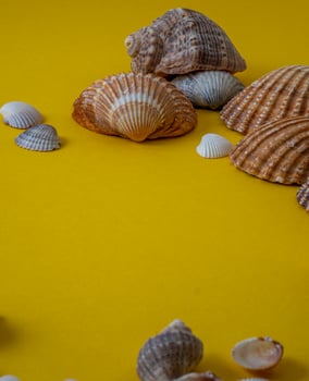Sea shells on yellow background, summer vacation, photo