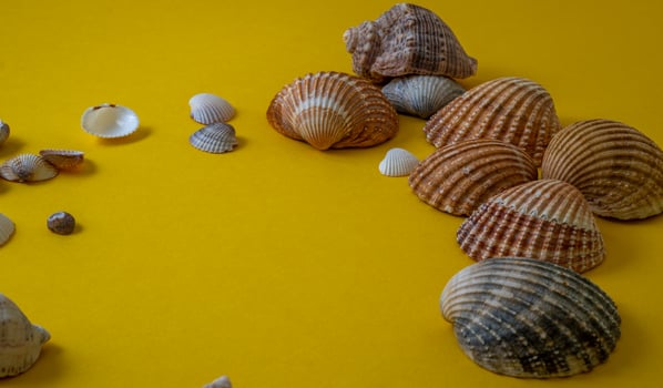 Sea shells on yellow background, summer vacation, photo