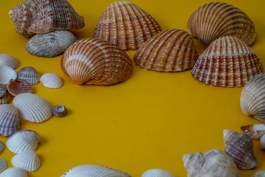Sea shells on yellow background, summer vacation, photo