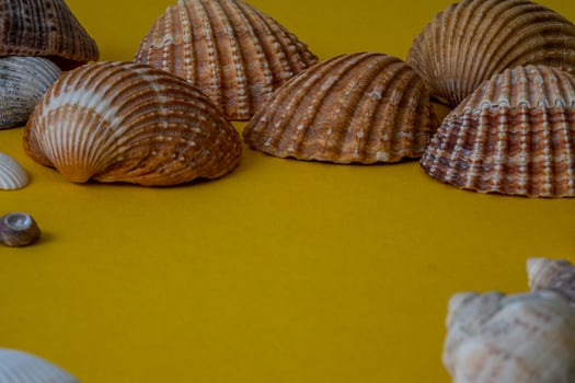 Sea shells on yellow background, summer vacation, photo