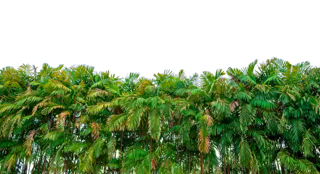 Many palm trees arranged beautifully isolated on a white background photo