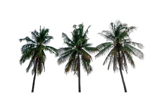 Coconut trees isolated on white background photo