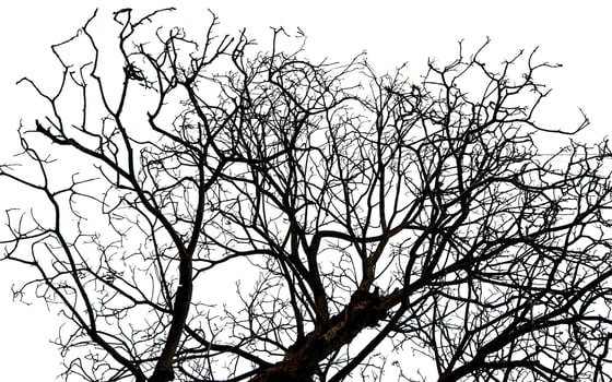 Leafless tree isolated on white background. photo