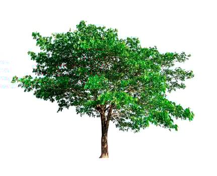 single tree isolated on white background with clipping path photo
