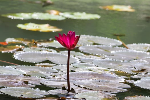 Close up view of couple of red waterlily in blomm floating on the lake photo