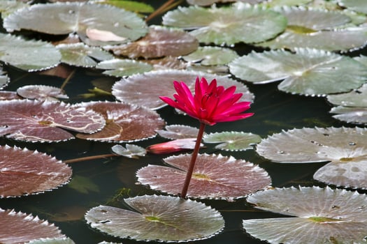 Close up view of couple of red waterlily in blomm floating on the lake photo