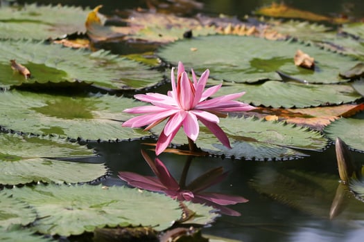 Close up view of couple of pink waterlily in blomm floating on the lake photo