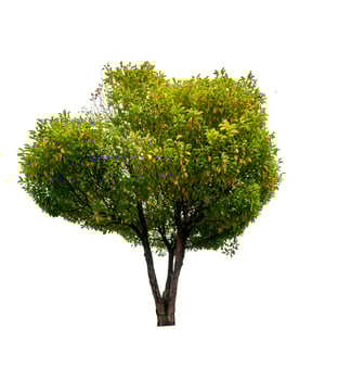 single tree isolated on white background with clipping path photo