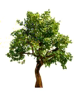 single tree isolated on white background with clipping path photo