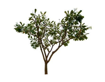 single tree isolated on white background with clipping path photo