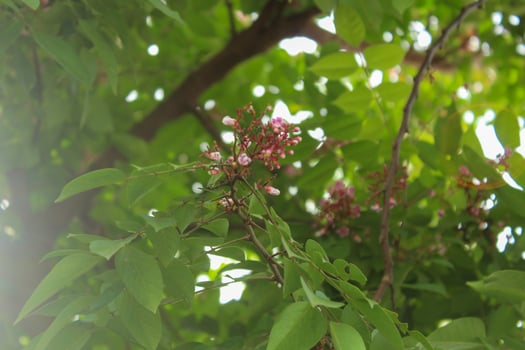 Blooming flowers and star fruit leaves photo