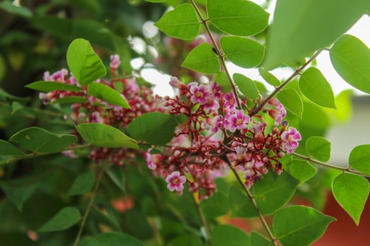 Blooming flowers and star fruit leaves photo
