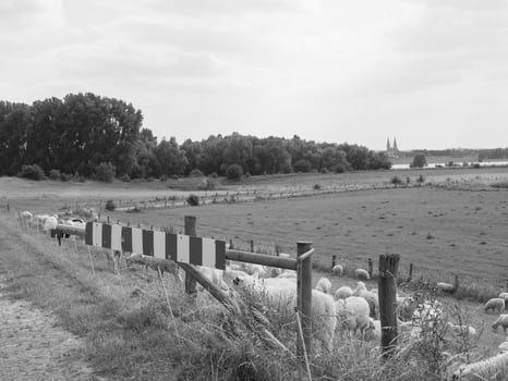 in the german muensterland photo