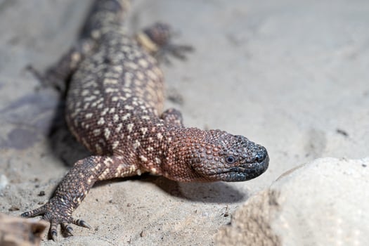Mexican beaded lizard, Heloderma horridum photo