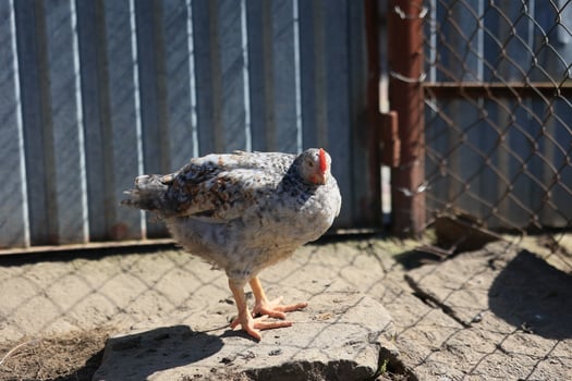 One chicken in the photo. Free range chickens pecking in the grass, looking for food on a sunny day. Home farm. Domestic chickens. Summer day on the farm. Portrait of a chicken. photo