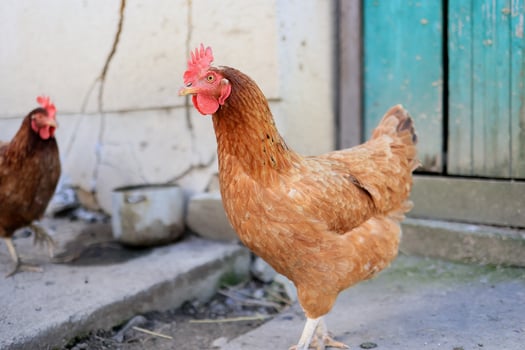 One chicken in the photo. Free range chickens pecking in the grass, looking for food on a sunny day. Home farm. Domestic chickens. Summer day on the farm. Portrait of a chicken. photo